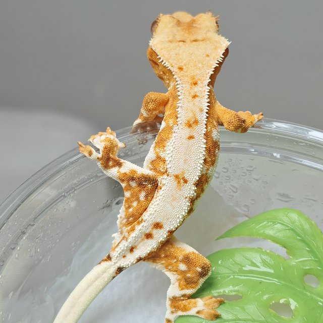 크림 크림시클 릴리화이트 옐로우 트라이