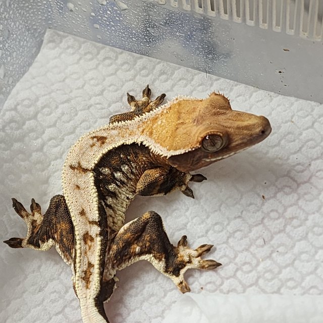 트라이 익스트림할리퀸