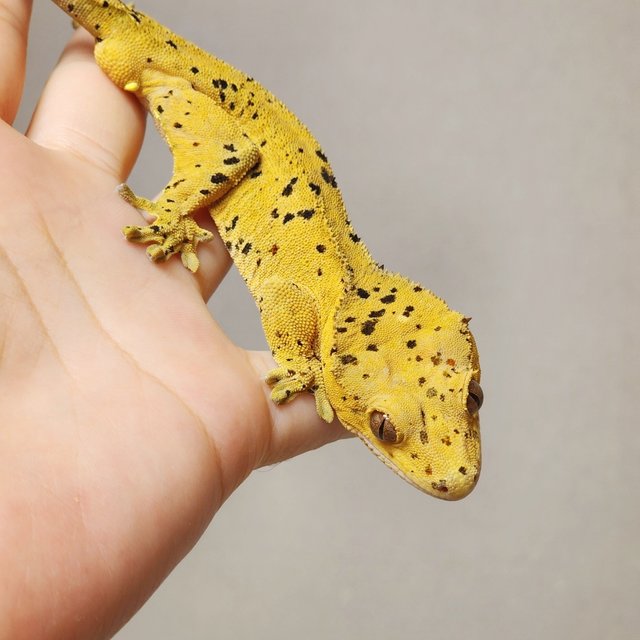 슈퍼달마시안 달마시안 옐로우 크림