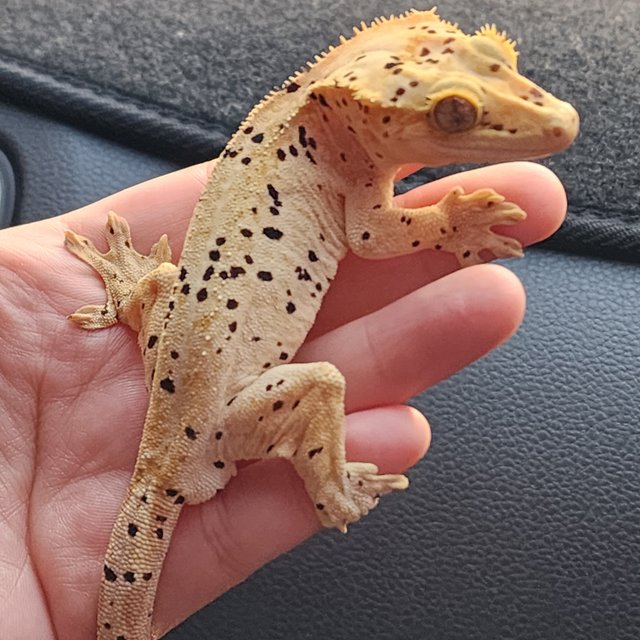 슈퍼달마시안 옐로우