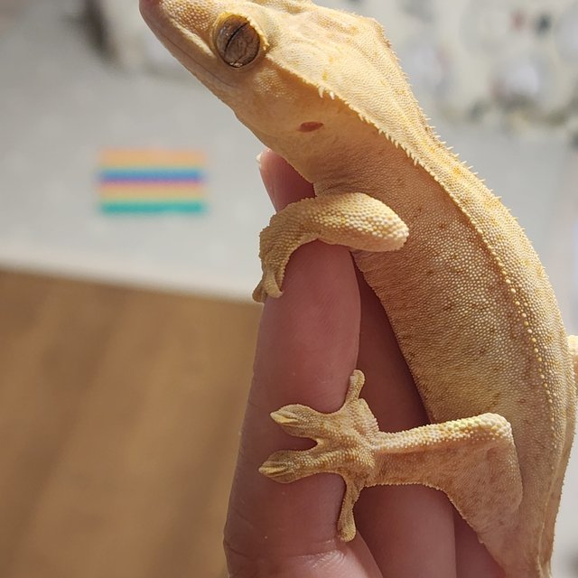 옐로우 벅스킨 크림