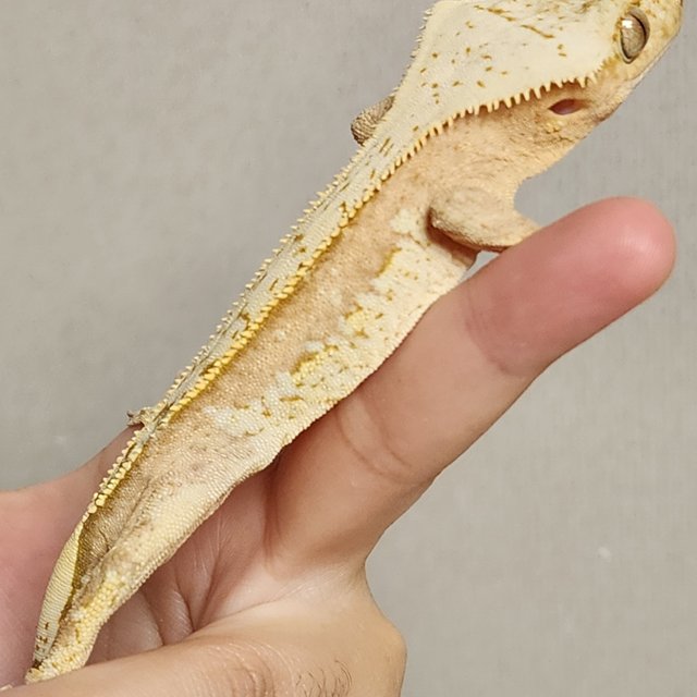 크림 크림시클 옐로우 화이트스팟