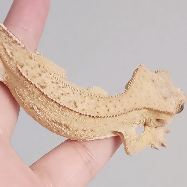 크림 노멀 크림시클 옐로우