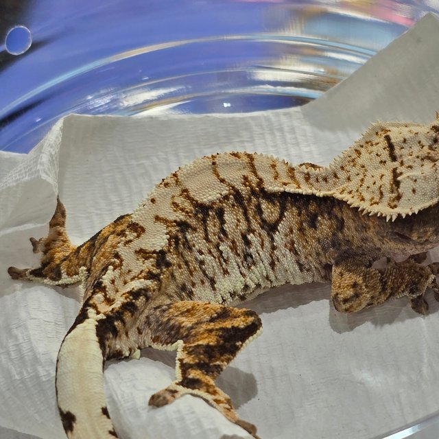 트라이 익스트림할리퀸 화이트스팟