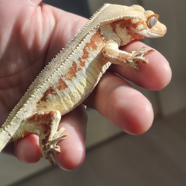 솔리드백 레드 릴리화이트