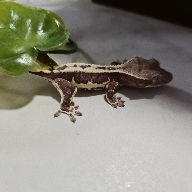 릴잔틱 릴리화이트 아잔틱