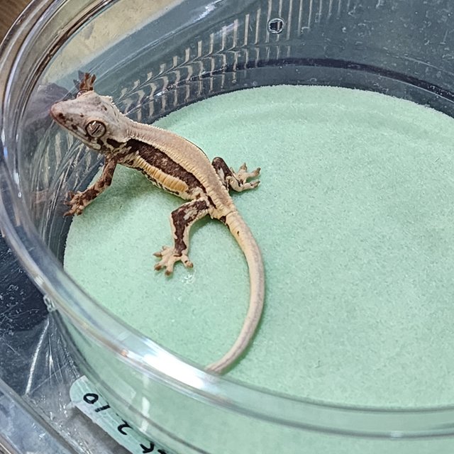 솔리드백 릴리화이트