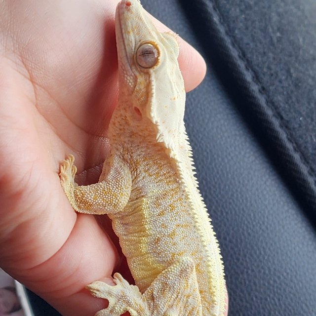 릴리화이트 크림 팬텀 옐로우