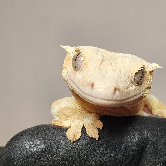 크림 릴리화이트