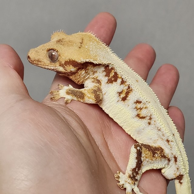 릴리화이트 트라이