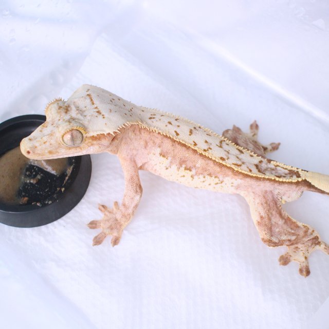 크림 크림시클 옐로우 화이트스팟