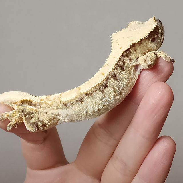 화이트스팟 트라이 익스트림할리퀸 화이트