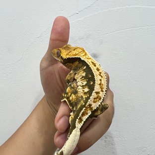 트라이 익스트림할리퀸