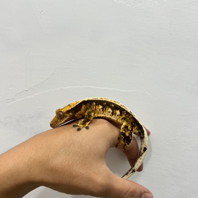 트라이 익스트림할리퀸