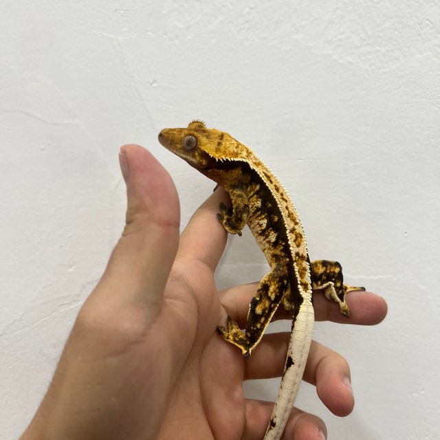 트라이 익스트림할리퀸