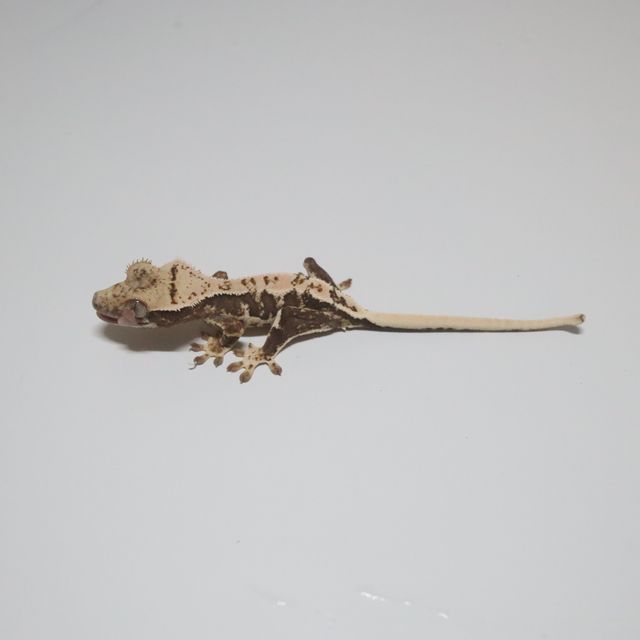 트라이