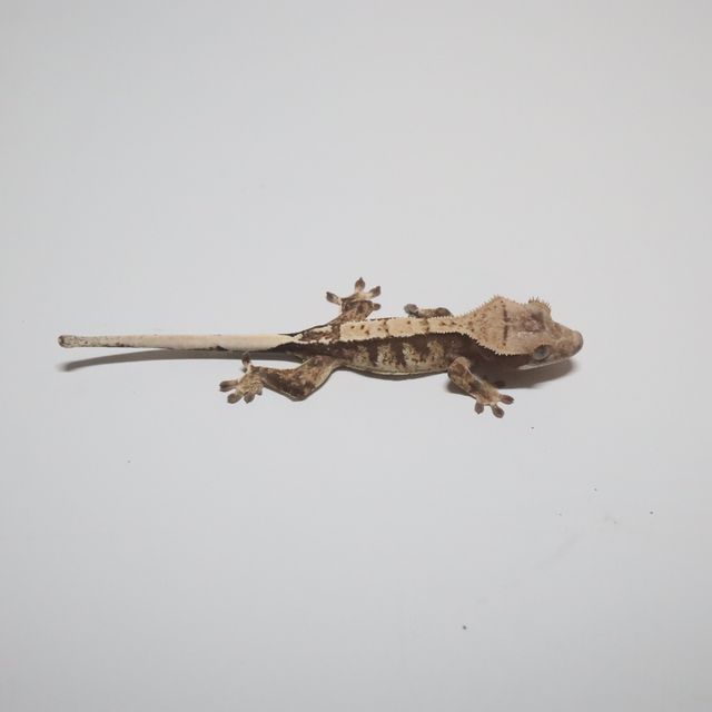 트라이