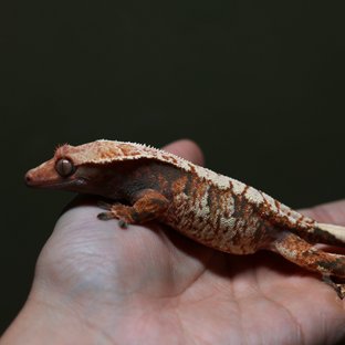 바브 판다 텐저린 트라이 익스트림할리퀸