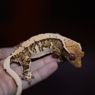 텐저린 트라이 익스트림할리퀸