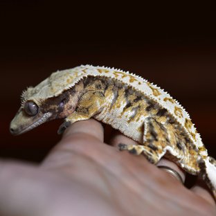 드리피 쿼드 핀스트라이프 트라이