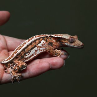 젠젝스 쿼드 풀핀