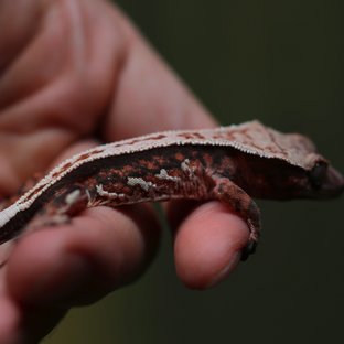 노멀 슈퍼스트라이프 쿼드 풀핀 텐저린