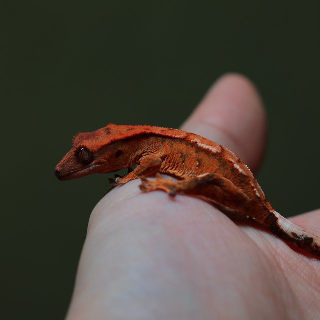 트라이 화이트스팟 100%헷아잔틱 텐저린