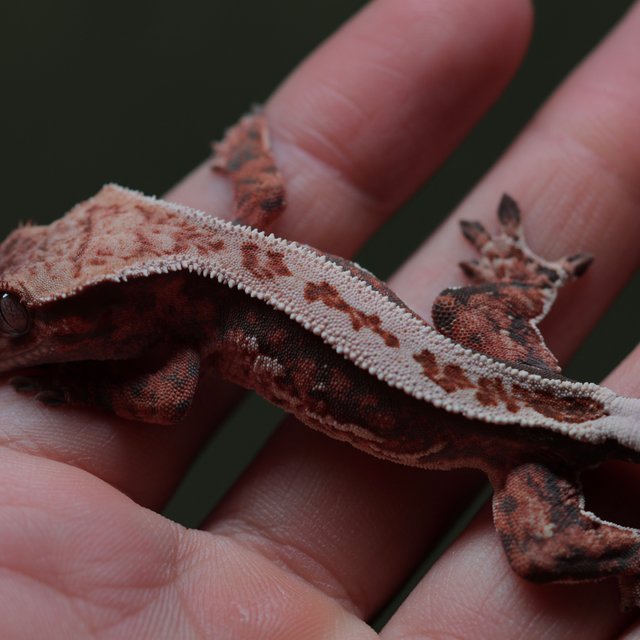 노멀 슈퍼스트라이프 쿼드 풀핀 텐저린