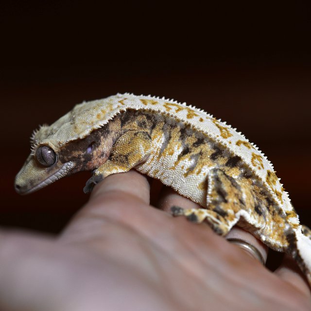 드리피 쿼드 핀스트라이프 트라이