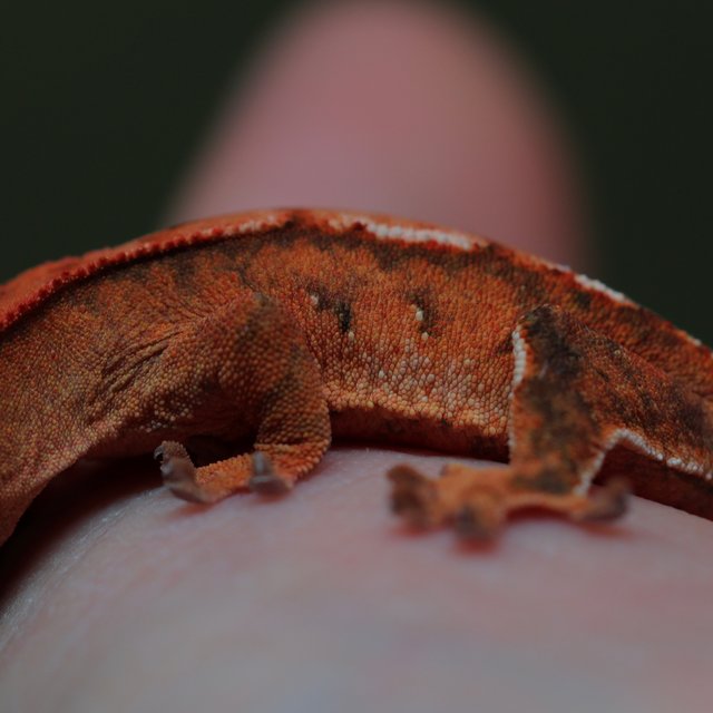 트라이 화이트스팟 100%헷아잔틱 텐저린