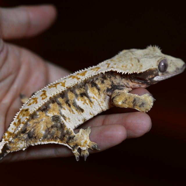 드리피 쿼드 핀스트라이프 트라이