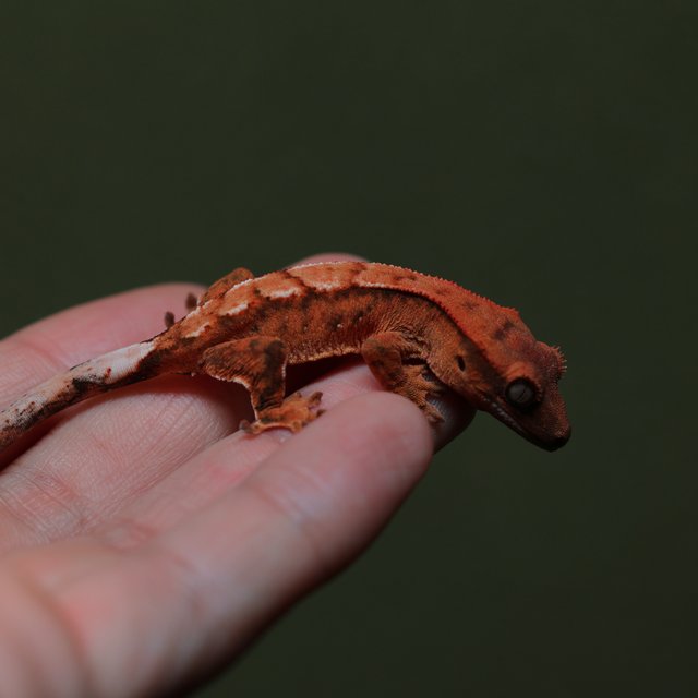 트라이 화이트스팟 100%헷아잔틱 텐저린