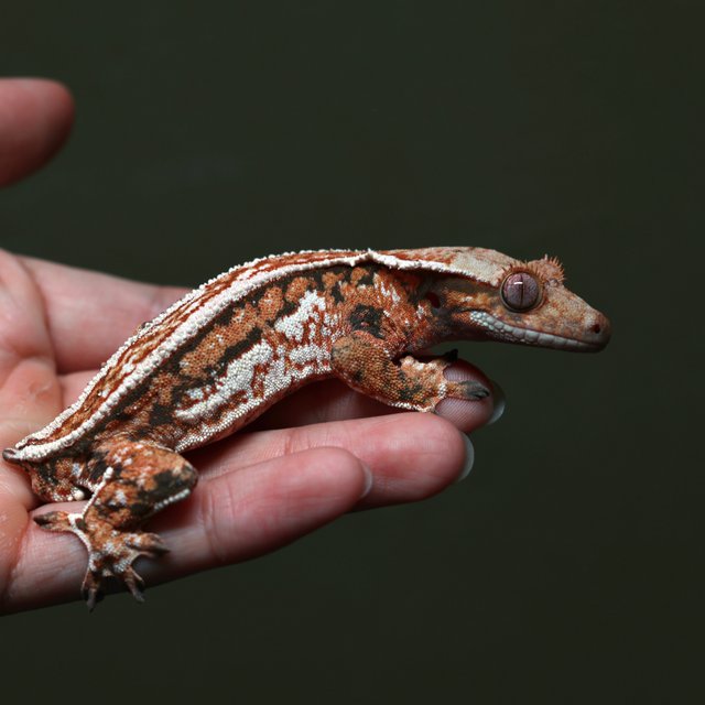 젠젝스 쿼드 풀핀