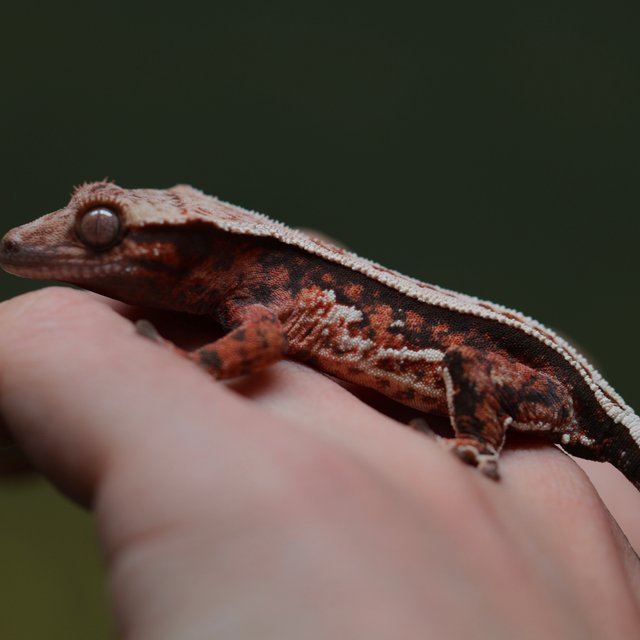 노멀 슈퍼스트라이프 쿼드 풀핀 텐저린