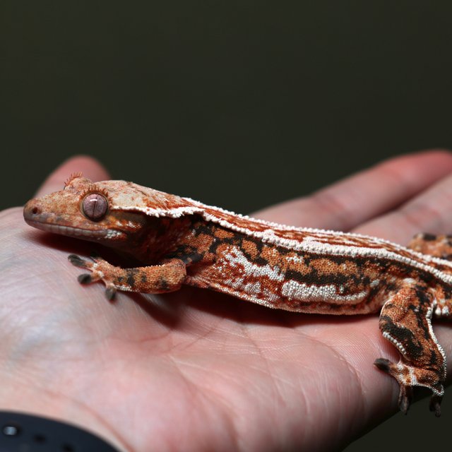 젠젝스 쿼드 풀핀