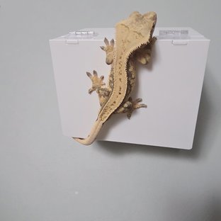 핀스트라이프 풀핀 할리퀸 쿼드