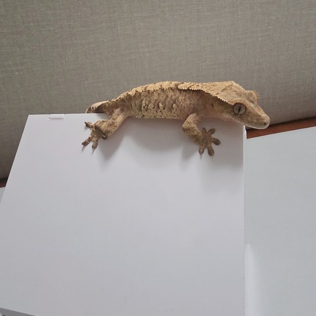 익스트림할리퀸