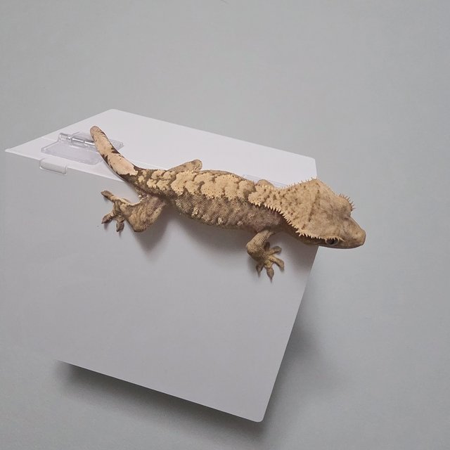 익스트림할리퀸