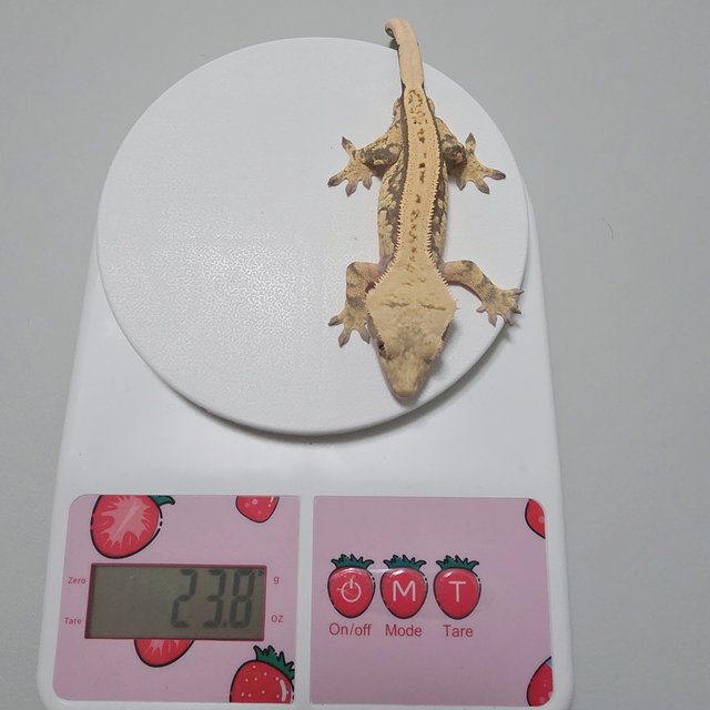 핀스트라이프 풀핀 할리퀸 쿼드