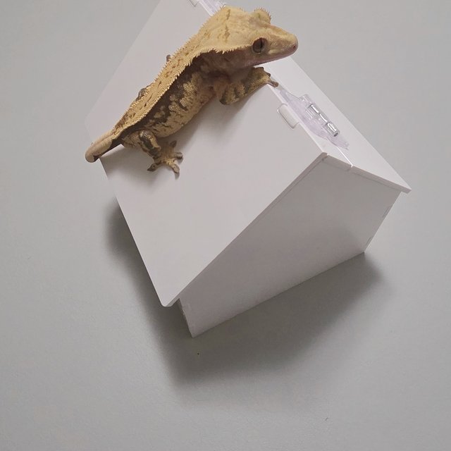 핀스트라이프 풀핀 할리퀸 쿼드