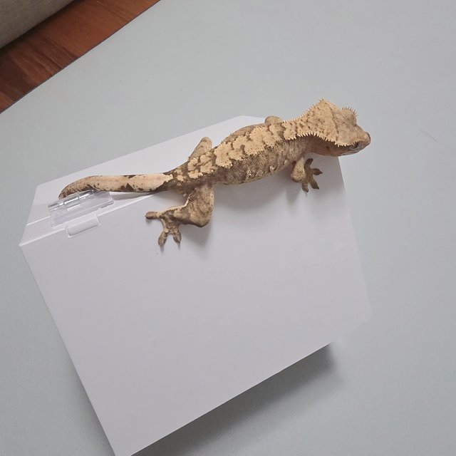 익스트림할리퀸