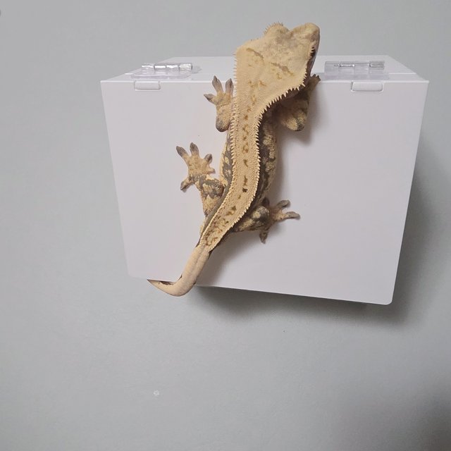 핀스트라이프 풀핀 할리퀸 쿼드