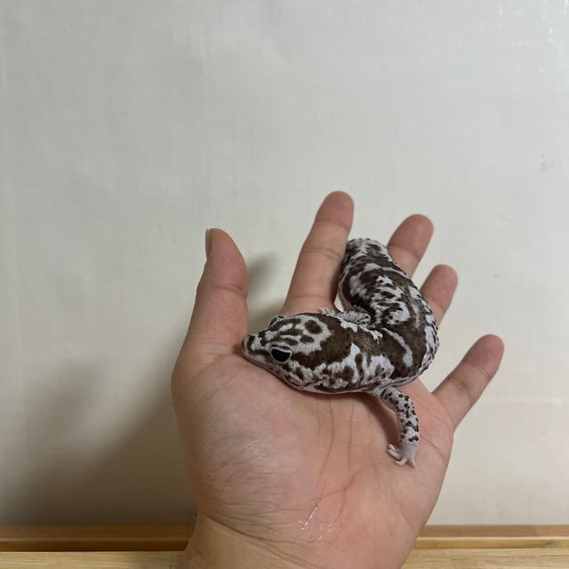 화이트아웃 오레오