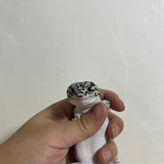 화이트아웃 오레오