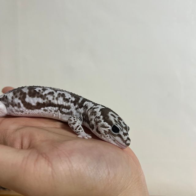 화이트아웃 오레오