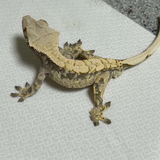 노멀 화이트스팟