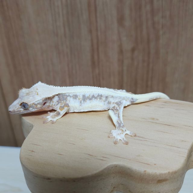 릴리화이트 트라이 드리피 솔리드백 풀핀