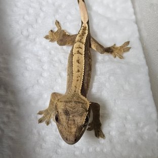 노멀 핀스트라이프 크림 다크 할리퀸