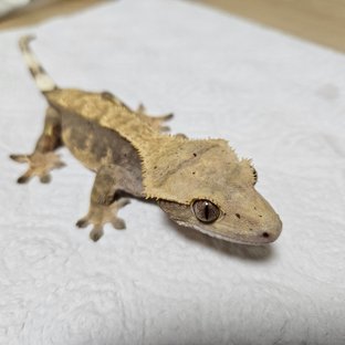 노멀 핀스트라이프 할리퀸