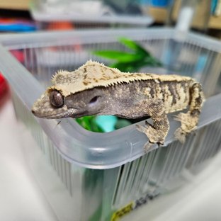 트라이 익스트림할리퀸